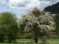 Alter Baum in jugendlicher Blütenfrische