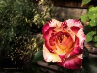 Kleine Gemälde im Garten